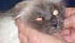 Veterina stara 83 godine