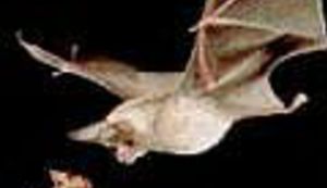 Zaštitom šišmiša u smrt