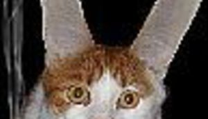 Reci da nepušenju ili crkni