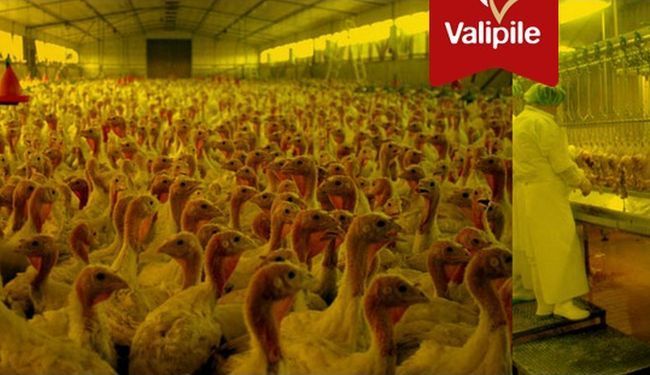 "PROVJERA LOJALNOSTI": Peradarska firma podvrgava radnike - detektoru laži!?