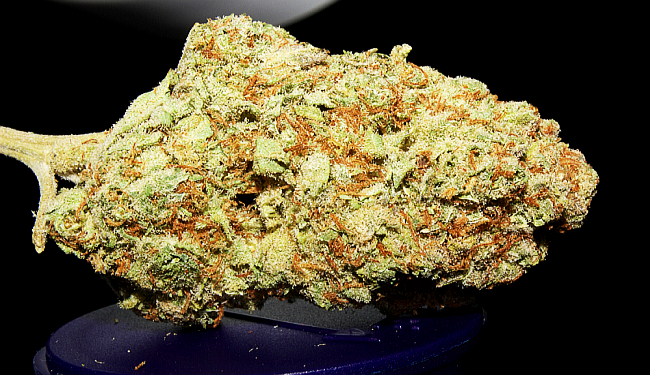 ZDRUŽENA LEVICA TRAŽI LEGALIZACIJU: Vjerujemo da na marihuani država može zaraditi 