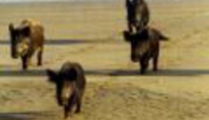 Kuda idu divlje svinje?