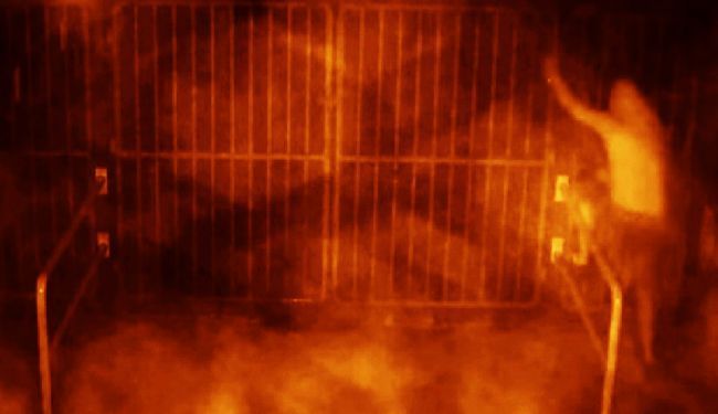 SVASTIČARI NA DJELU: Policija objavila snimku osumnjičenika s Poljuda