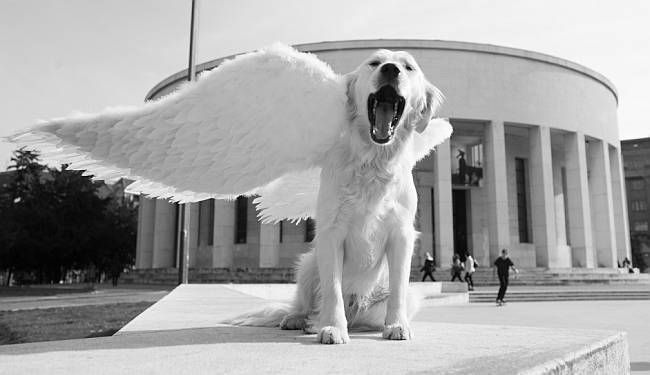 MUZEJ ANĐELA: Pas je najbolji čovjekov prijatelj, pogotovo kad je anđeo 