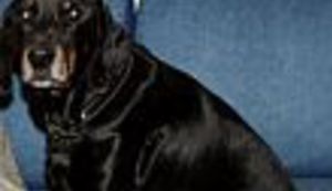 Još najave na Lupigi