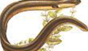 33 godine jedne jegulje