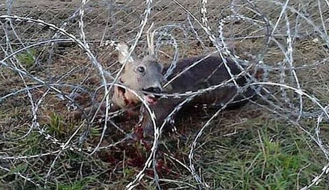 PLANINARI PISALI SLOVENSKIM KOLEGAMA: Bodljikava žica je povijesna sramota slovenskog naroda! 