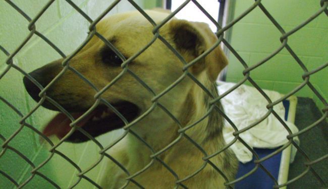 PROSVJED PRED MINISTARSTVOM: Dosta je nekažnjenog zlostavljanja životinja!