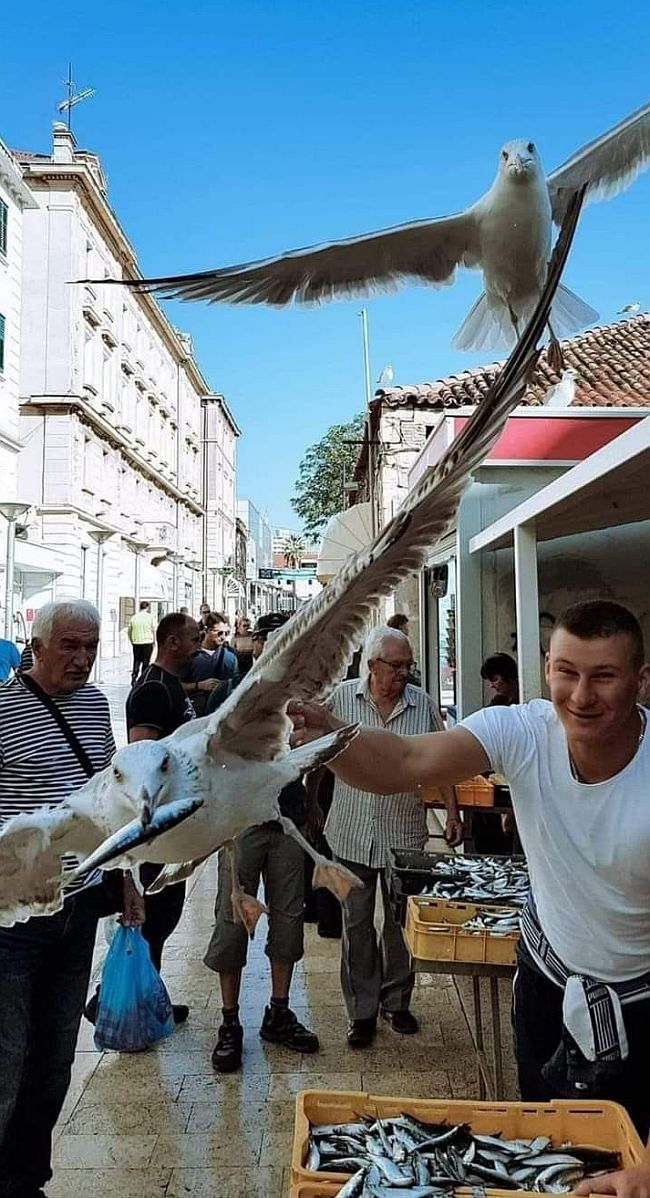 Galeb - Vedran Šegvić