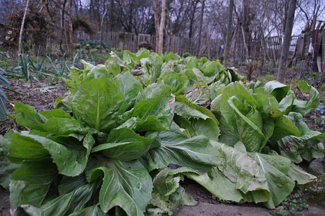 Gradski vrtovi Zagreb