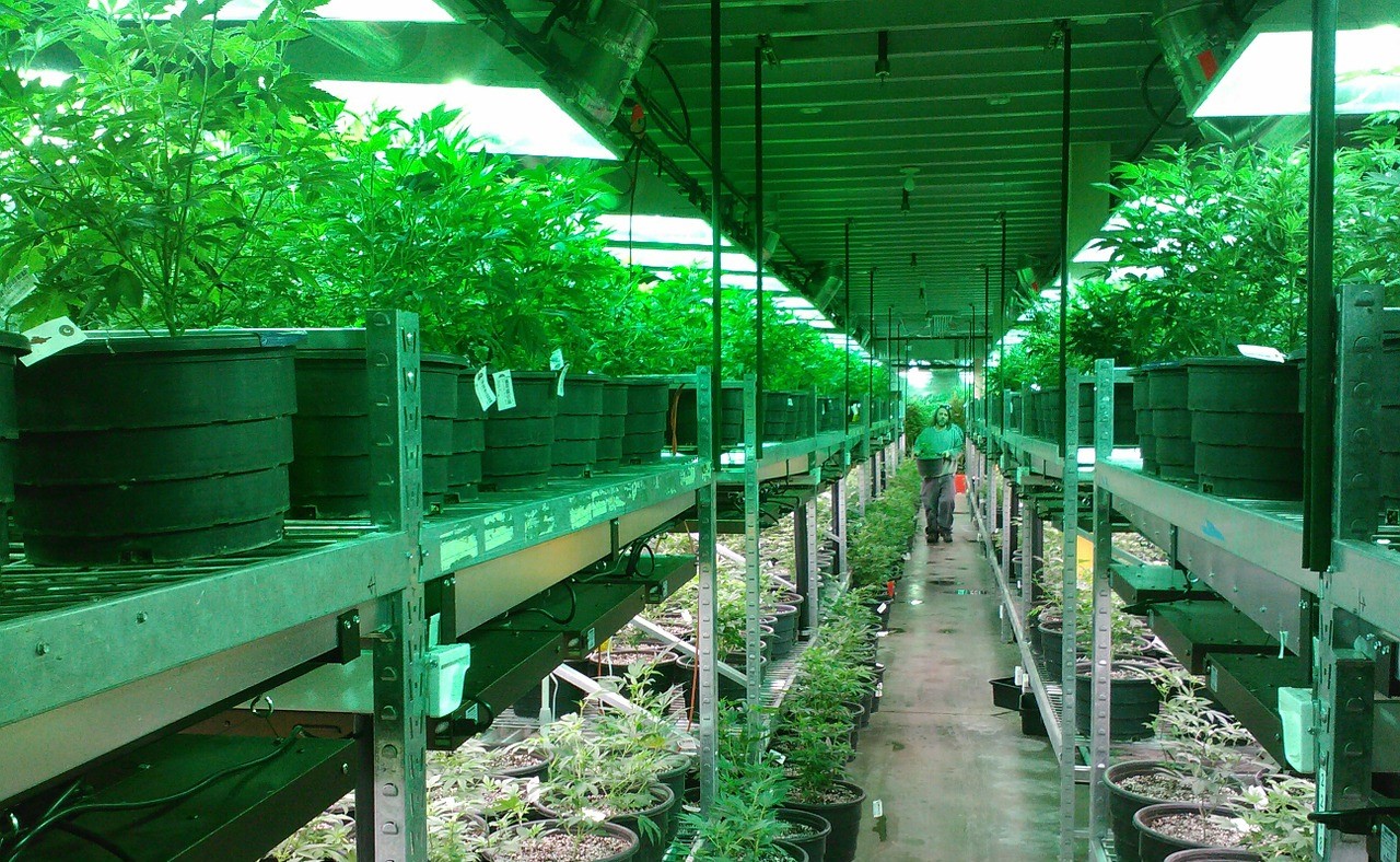 medicinska marihuana uzgoj