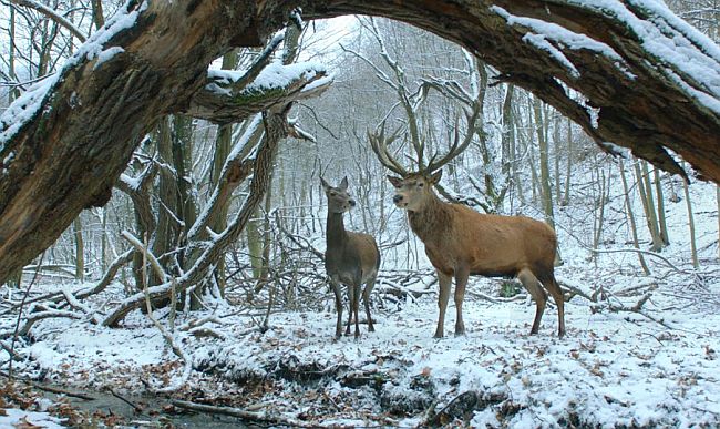 On body and soul - O tijelu i duši