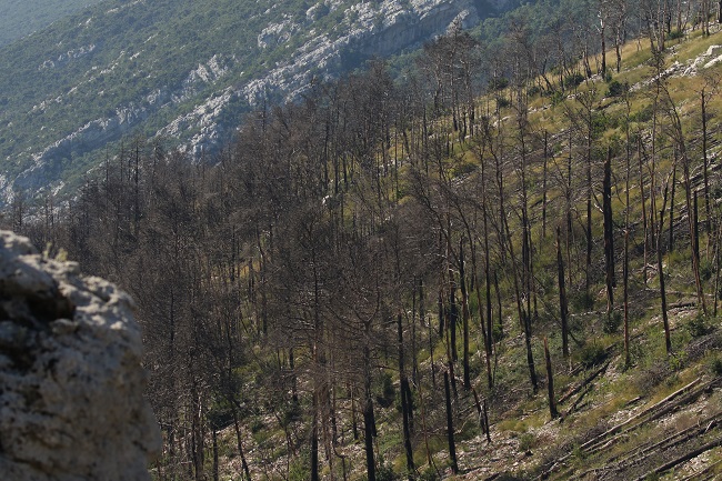 Trstenik_Peljesac_brdo