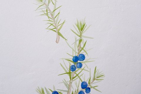 Detalj - "Herbarij" Vide Meić