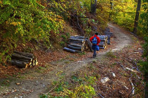 SJEČA ŠUME NA MEDVEDNICI: Ako je sve po propisima, mijenjajte propise