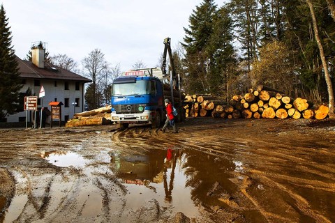 SJEČA ŠUME NA MEDVEDNICI: Ako je sve po propisima, mijenjajte propise