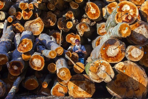 SJEČA ŠUME NA MEDVEDNICI: Ako je sve po propisima, mijenjajte propise