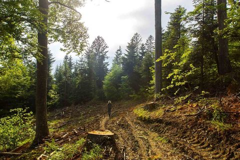 SJEČA ŠUME NA MEDVEDNICI: Ako je sve po propisima, mijenjajte propise