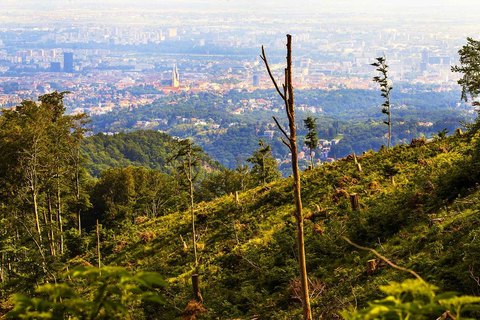 SJEČA ŠUME NA MEDVEDNICI: Ako je sve po propisima, mijenjajte propise