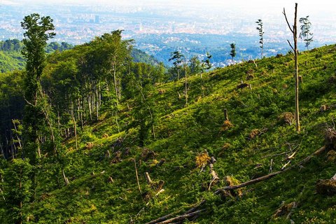 SJEČA ŠUME NA MEDVEDNICI: Ako je sve po propisima, mijenjajte propise