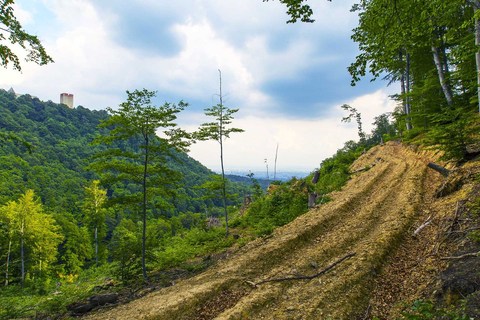 SJEČA ŠUME NA MEDVEDNICI: Ako je sve po propisima, mijenjajte propise