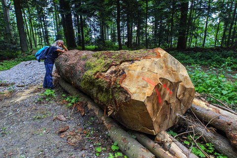 SJEČA ŠUME NA MEDVEDNICI: Ako je sve po propisima, mijenjajte propise