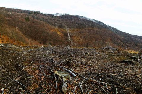 SJEČA ŠUME NA MEDVEDNICI: Ako je sve po propisima, mijenjajte propise