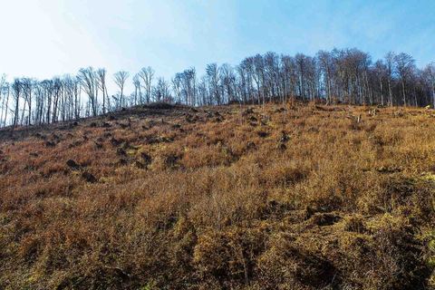 SJEČA ŠUME NA MEDVEDNICI: Ako je sve po propisima, mijenjajte propise