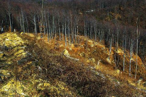 SJEČA ŠUME NA MEDVEDNICI: Ako je sve po propisima, mijenjajte propise