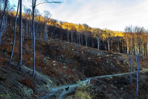SJEČA ŠUME NA MEDVEDNICI: Ako je sve po propisima, mijenjajte propise