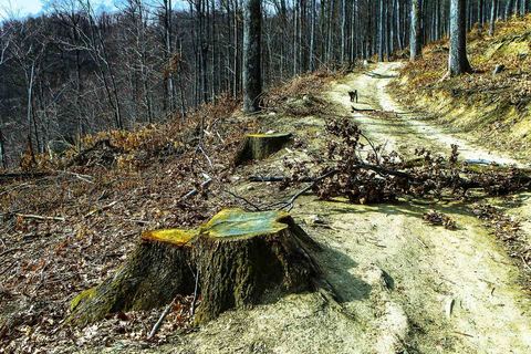 SJEČA ŠUME NA MEDVEDNICI: Ako je sve po propisima, mijenjajte propise