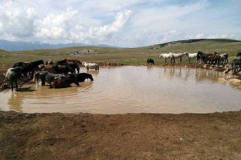 Livno - divlji konji