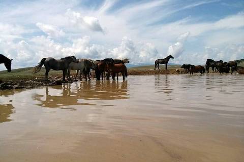 Livno - divlji konji