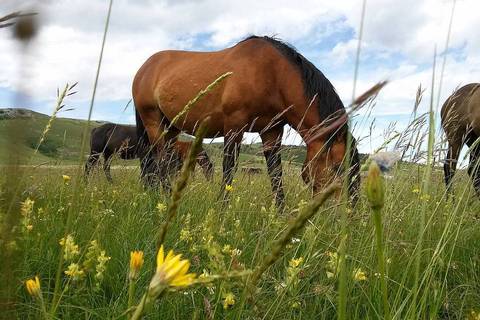Livno - divlji konji