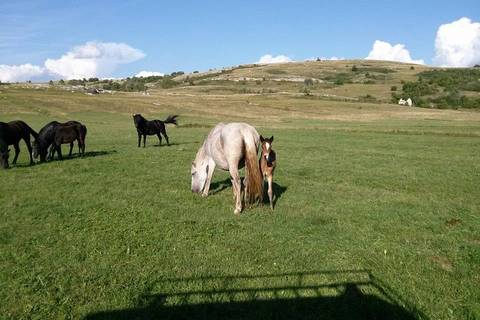 Livno - divlji konji