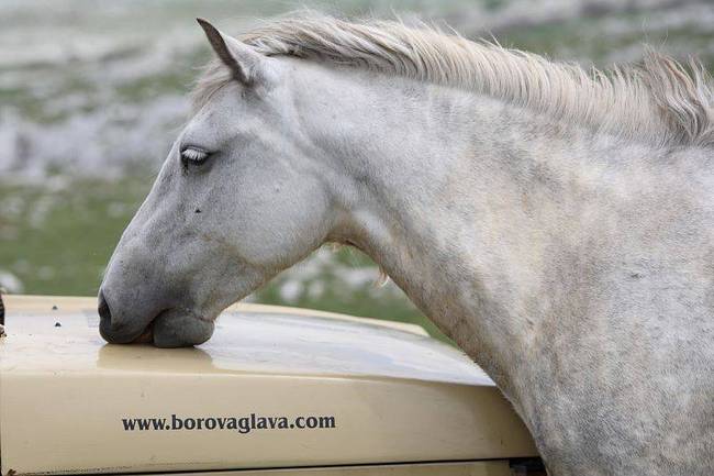 BOSANSKI DIVLJI KONJI: Jedinstveni fenomen u ovom dijelu Europe