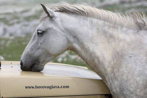 Livno - divlji konji