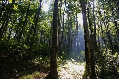 Ljeti dobrodošao hlad
