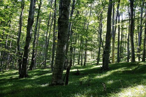 Mirne šume Velebita