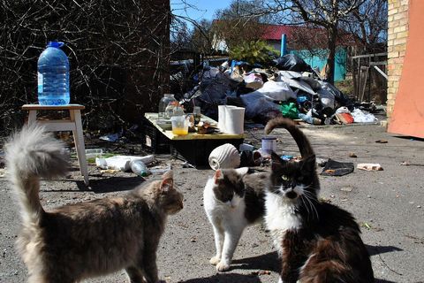 Ukrajinske mačke okupirale su "ruski štab"