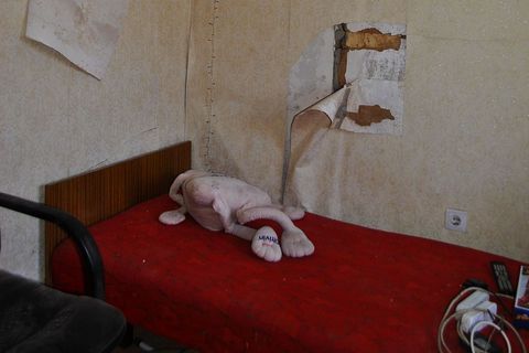 "Ubijeni" plišanac na dječjem krevetu