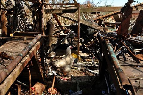 Jedina preostala kokoška kod obitelji lokalnih poljoprivrednika