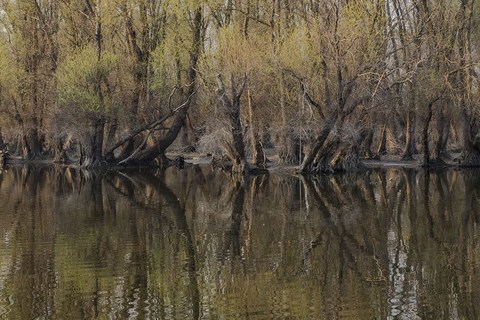 Aleksandra Jovanović (Karlovački rit)