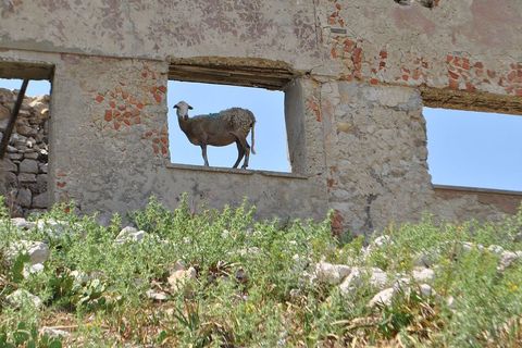 Danas ovdje vladaju ovce