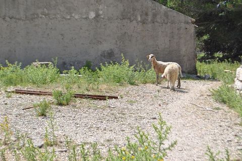 Jedini stanovnici Golog otoka