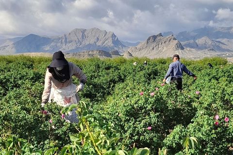 Berba ruža pokraj grada Niasar