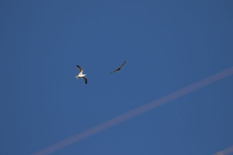 Pelješac siječnja 2017.