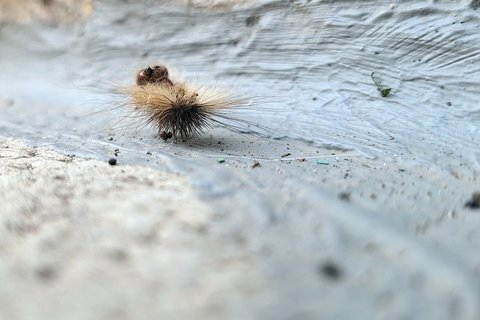 Silvana Dunat, "Nakostriješena gusjenica"