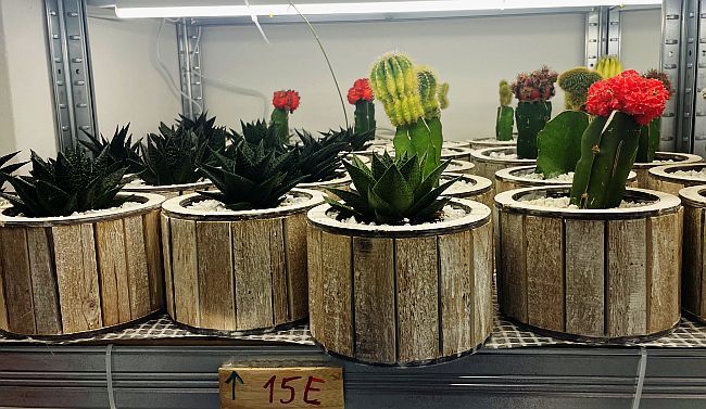 Razularena malograđanština