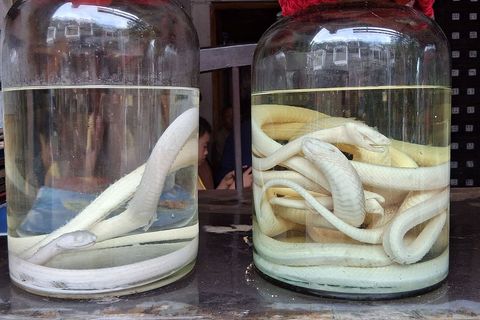 Zmije kao tradicionalni lijek